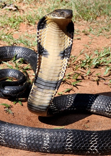 King Cobra