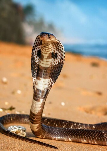 King Cobra