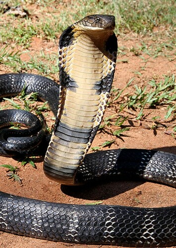 King Cobra
