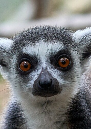 King Julien