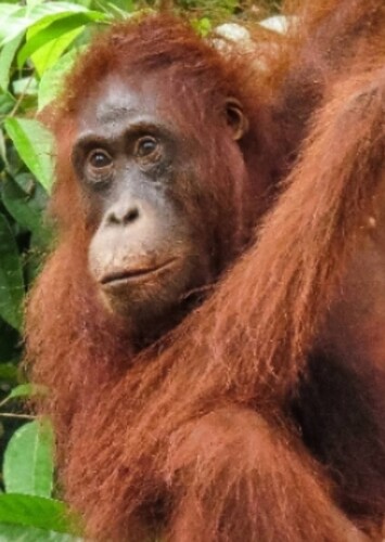 King Louie