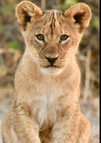 Kion