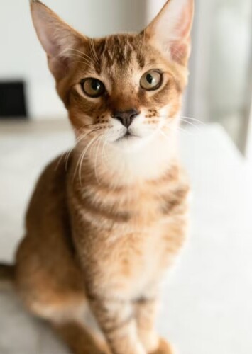 Klaus