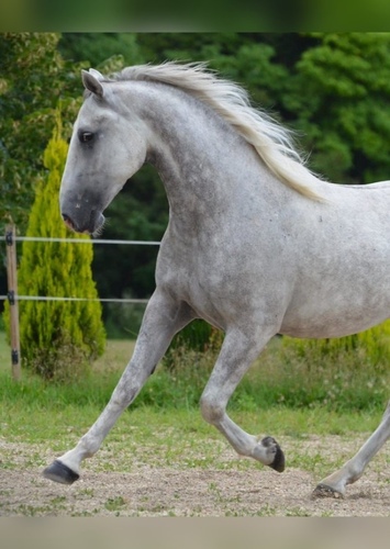 Klaus