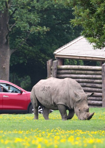Knowsley Safari