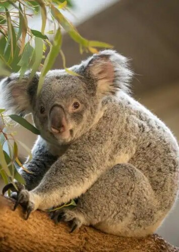 Koala