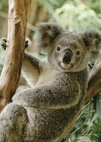 Koala