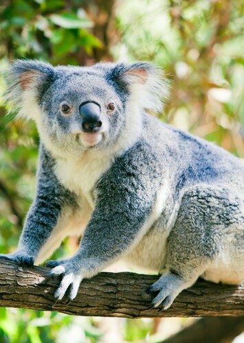 Koala