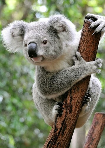 Koala
