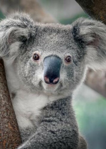 Koala