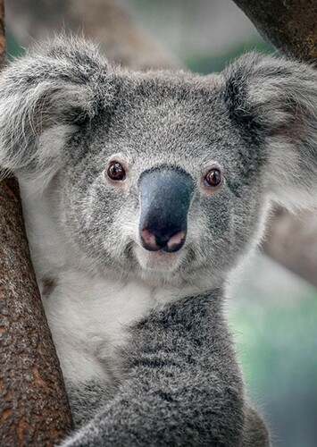 Koala