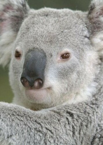 Koala
