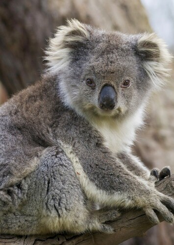 Koala