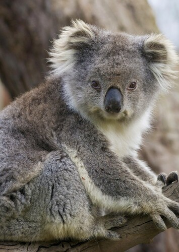 Koala