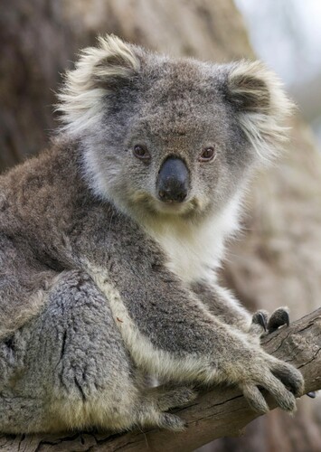 Koala