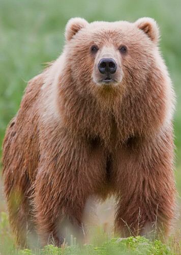 Kodiak Bear