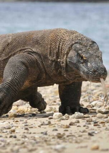 Kody the Komodo Dragon