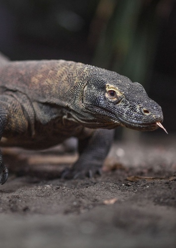 Komodo Dragon