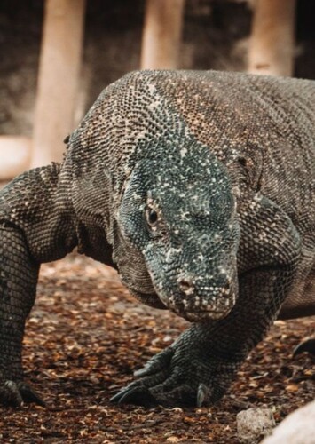 Komodo Dragon