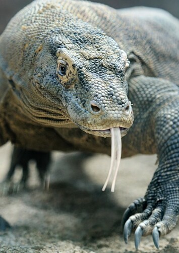 Komodo Dragon