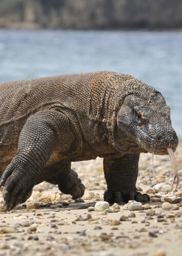 Komodo Dragon