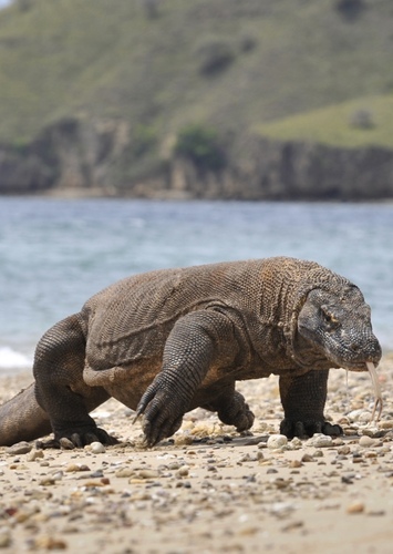 Komodo Dragon