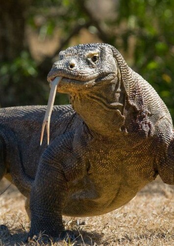 Komodo Dragon