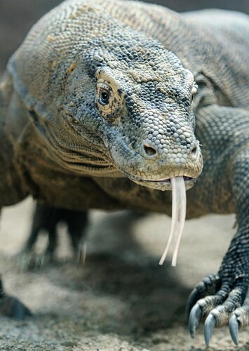 Komodo Dragon