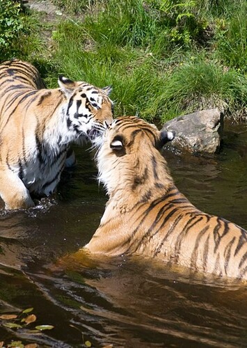 Kristiansand Zoo and Amusement Park