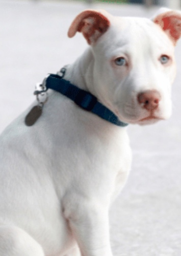 Krypto