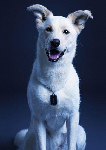 Krypto the Superdog