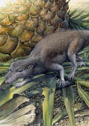 Kuehneotherium