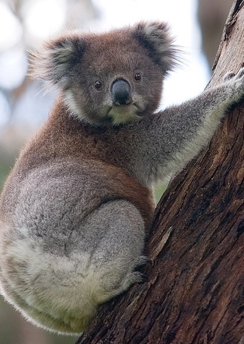 Kyle the Koala