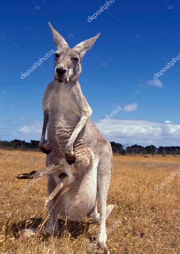 Kylee the Red Kangaroo