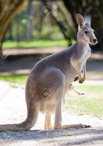 Kylie the Red Kangaroo