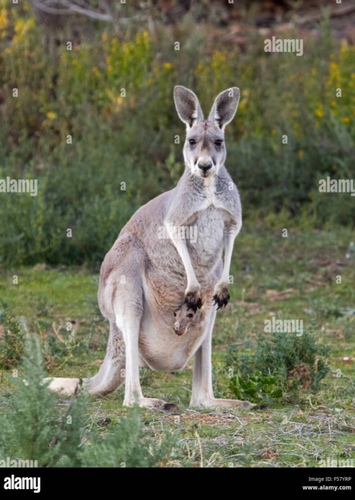Kylie the Red Kangaroo