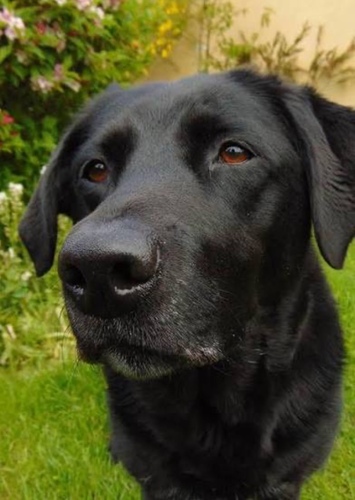 Labby