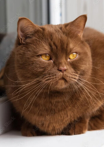 Lady the Brown Cat
