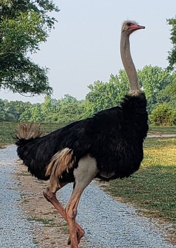 Lake Hartwell Wildlife Safari Park