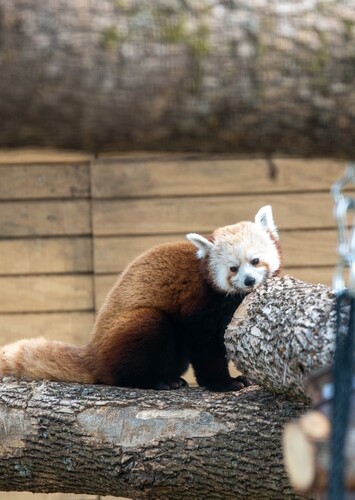 Lake Superior Zoo