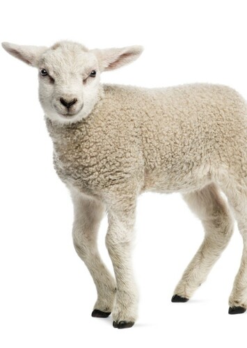Lamb