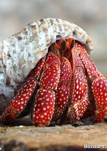 Land Crabs