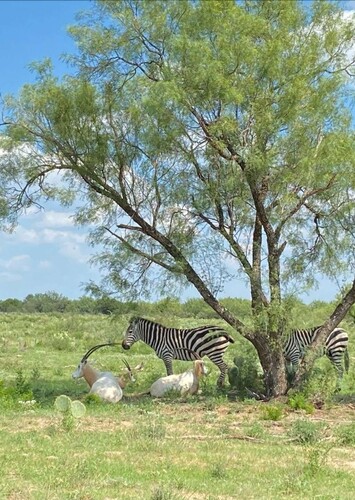 Laredo Safari and Adventure Park