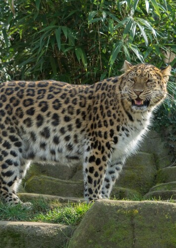Lauren the Amur Leopard