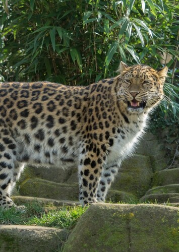 Lauren the Amur Leopard