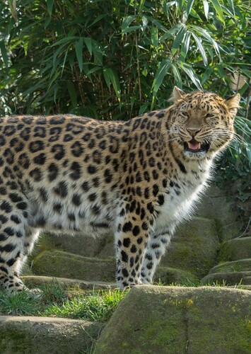 Lauren the Amur Leopard