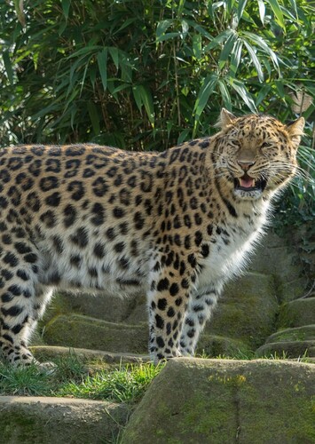Lauren the Amur Leopard