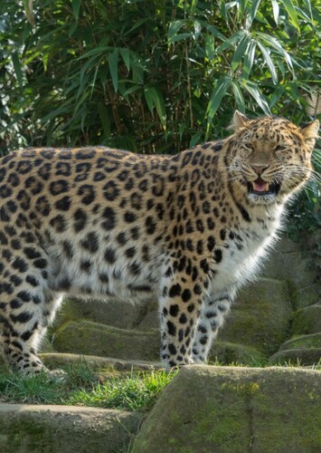 Lauren the Amur Leopard