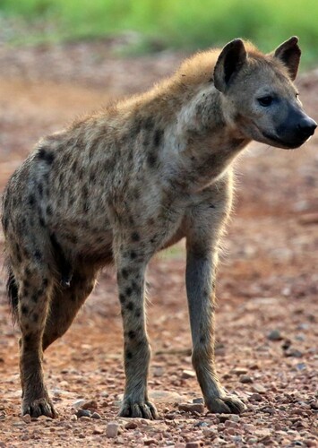Lazlo the Hyena