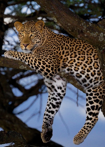 Leah the African Leopard